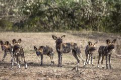 Basecamp-Mara-House-Village-Visit-wild-dogs