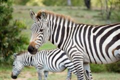 Saruni-Eagle-View-Plenty-of-wildlife