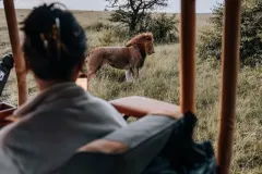 game-drive-masai-mara