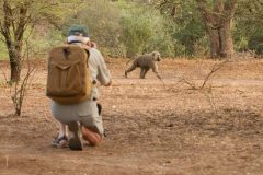 Shompole-baboon-walk-1280x853