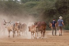 Shompole-walking-with-cattle-1280x854