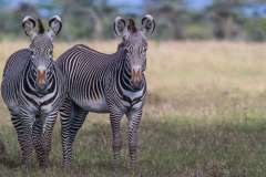 Sirai-House-Grevy-Zebras