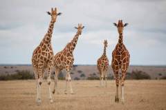 SOLIO-LODGE-Giraffe-at-solio