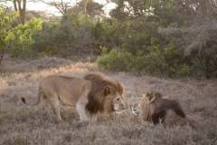 SOLIO-LODGE-Lions-at-solio