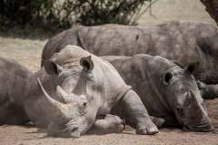 SOLIO-LODGE-Rhino-at-solio