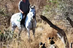 Riding-with-wild-dog-Nov-16