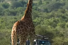 Sosian-game-drive-with-giraffe-1