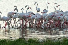 Tawi-Lodge-flamingoes