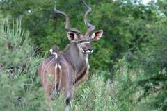 Greater-Kudu-bull