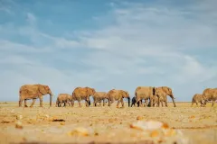 game-drive-sightings