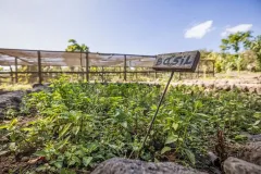 organic-shamba