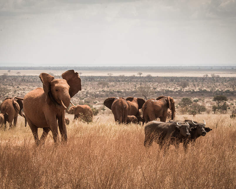 Buffalo orphans Ivia and Cheza seemingly oblivious to the fun and games