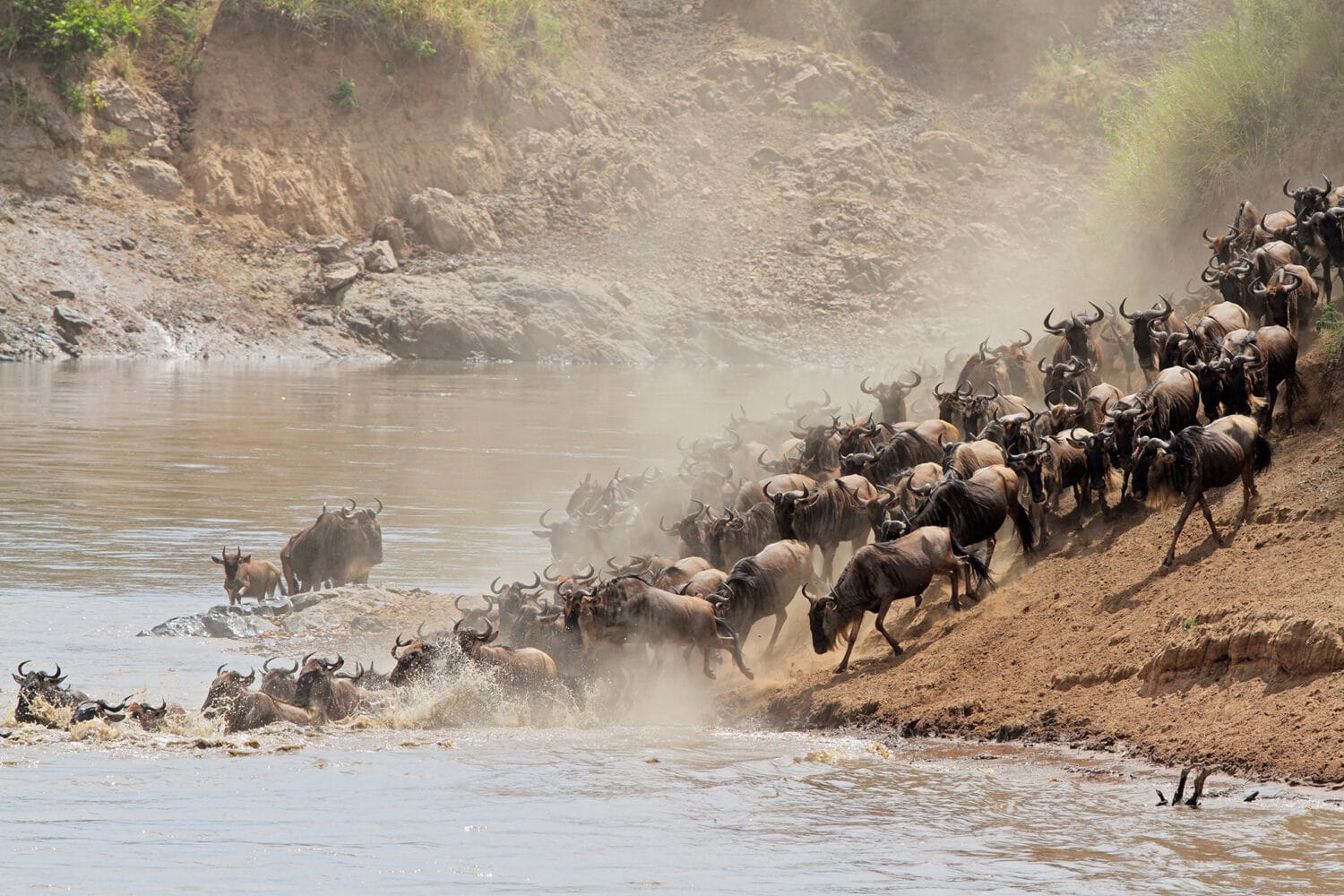 Annual Migration