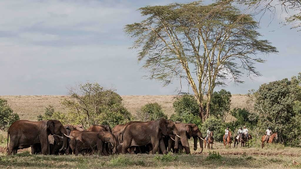 Safari activities