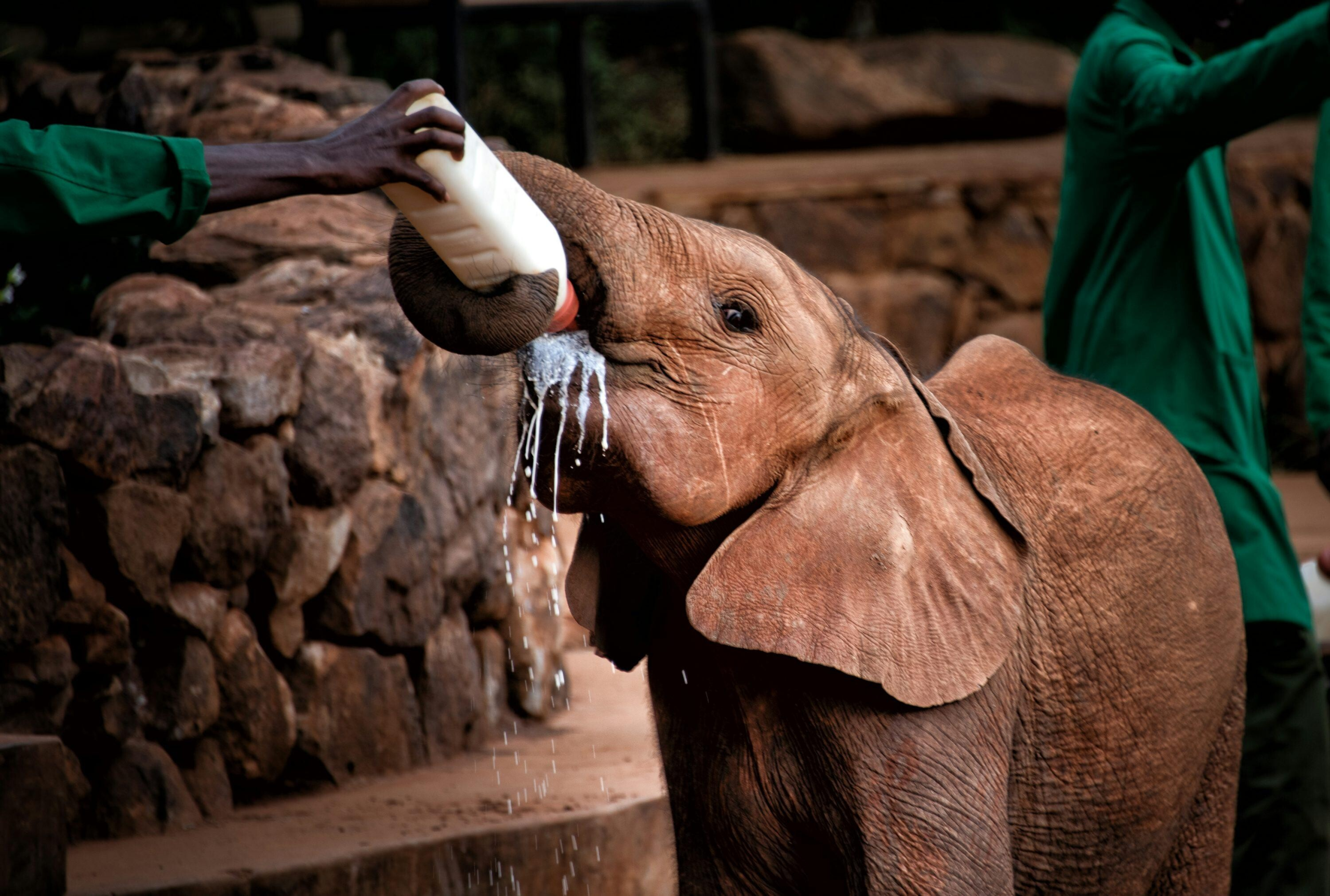 Elephant calf being bottle-fed by a caregiver in a green outfit, milk spilling from the bottle as it sips.