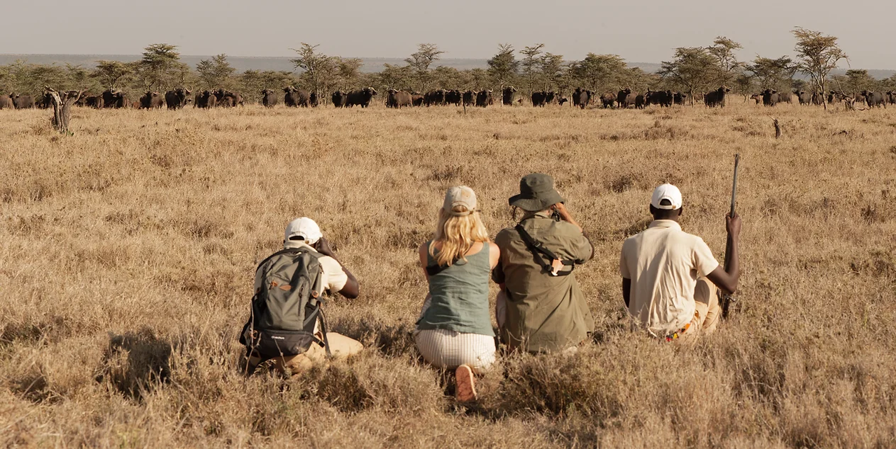 safari activities