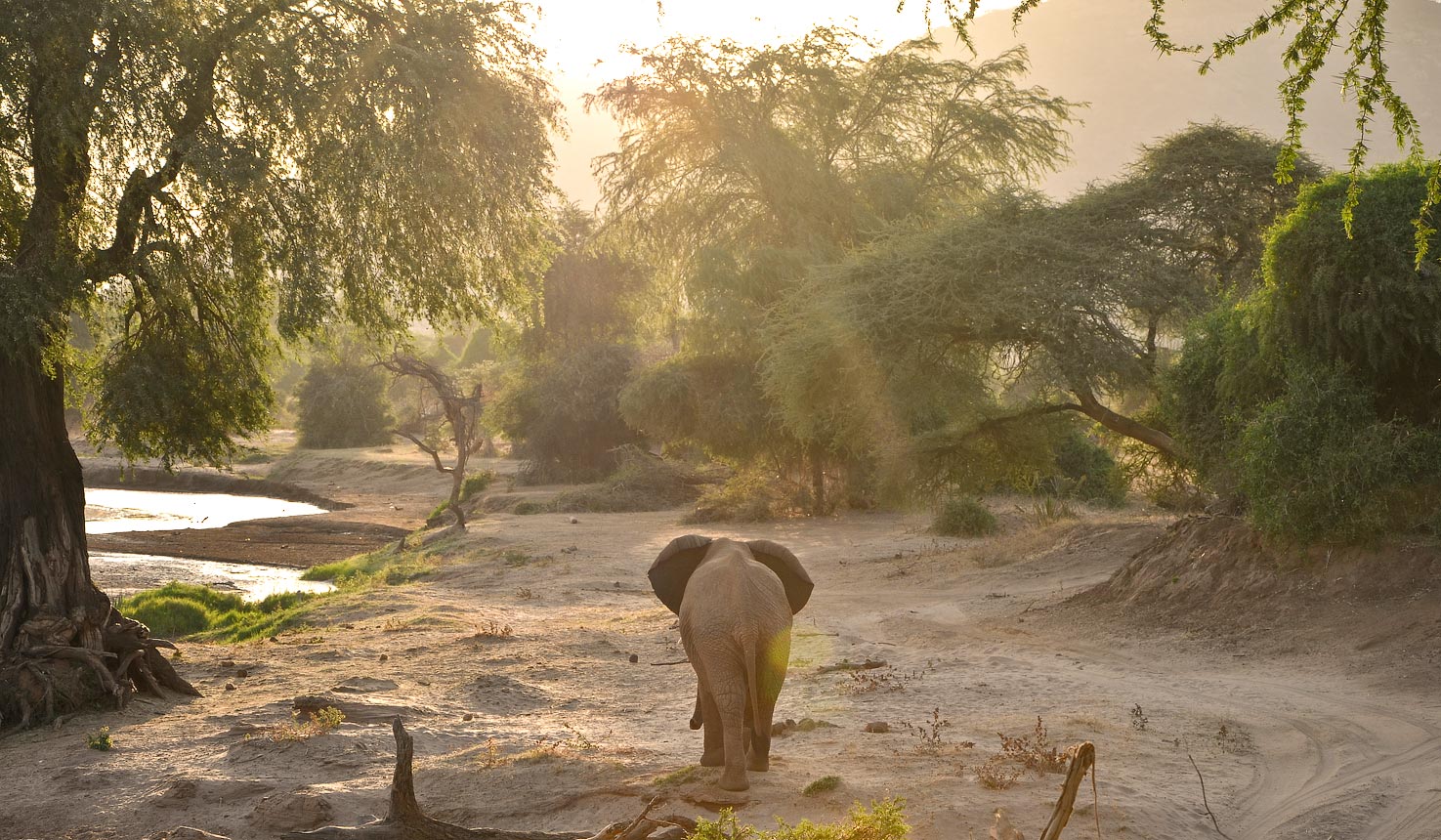 Elephant in Samburu