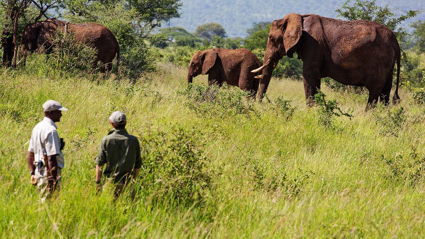 safari activities