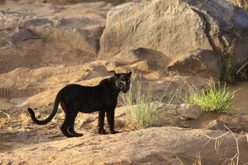Black Leopard