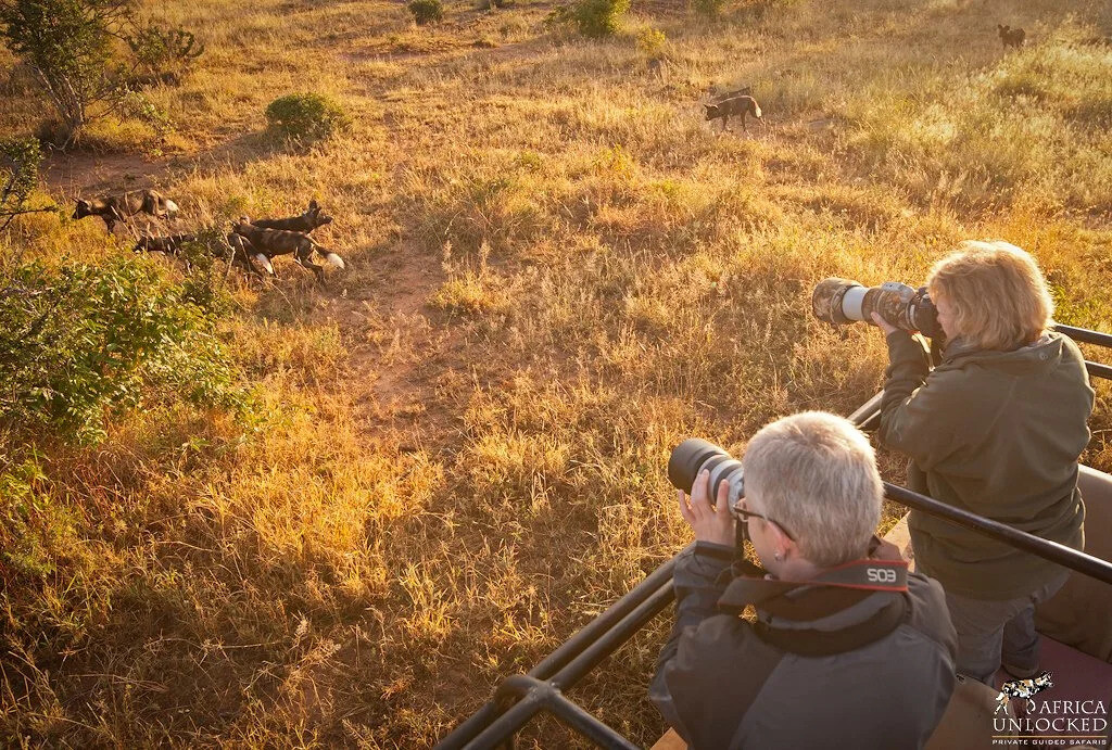 Wild Dogs in Laikpia