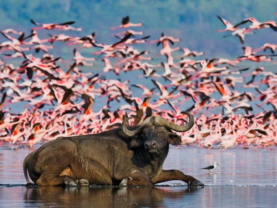 Flamingoes in Lake Nakuru Kenya