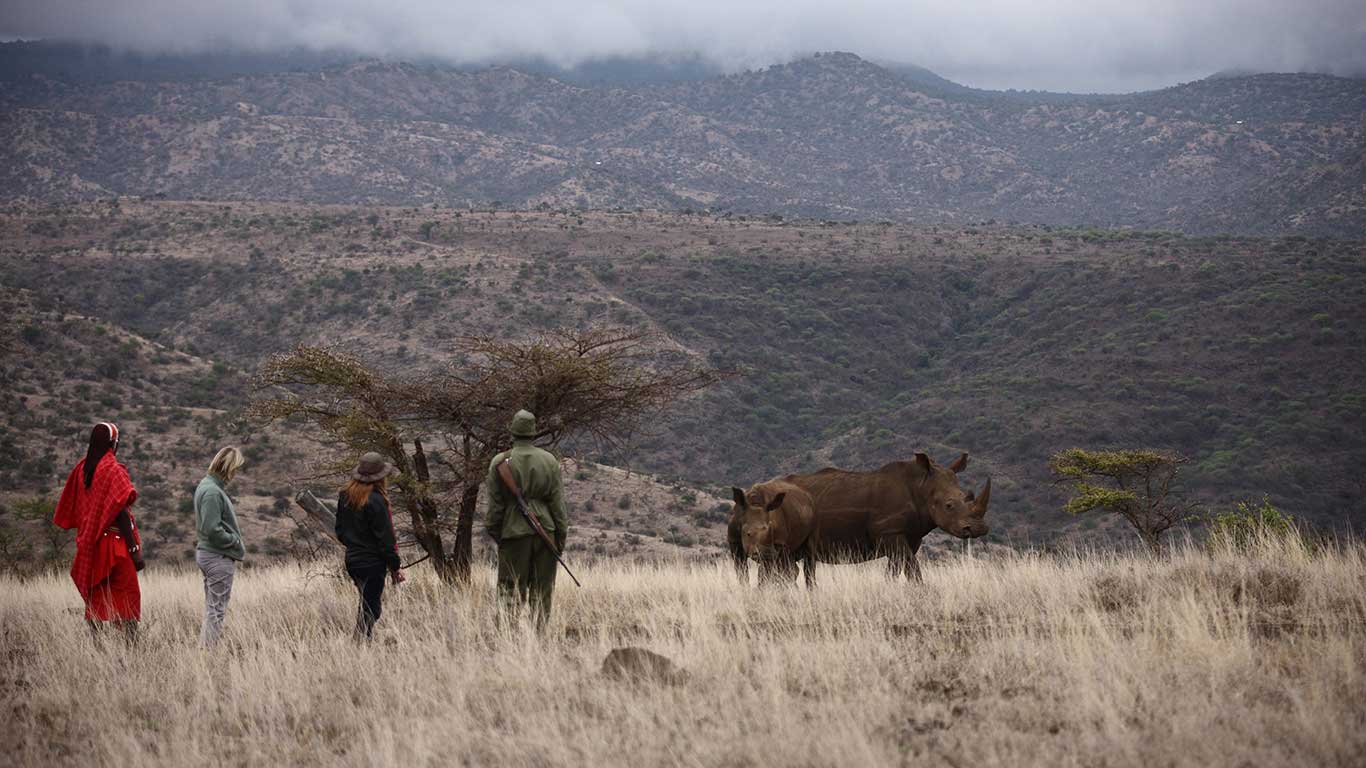 safari activities at lewa