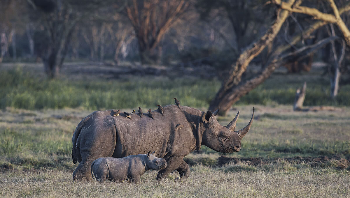 Conservation Safari