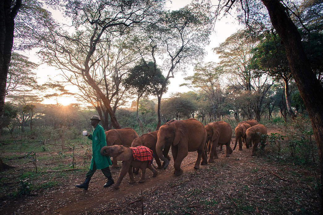 A forest path at sunset with a guide in green leading a line of elephants, some wearing red blankets.