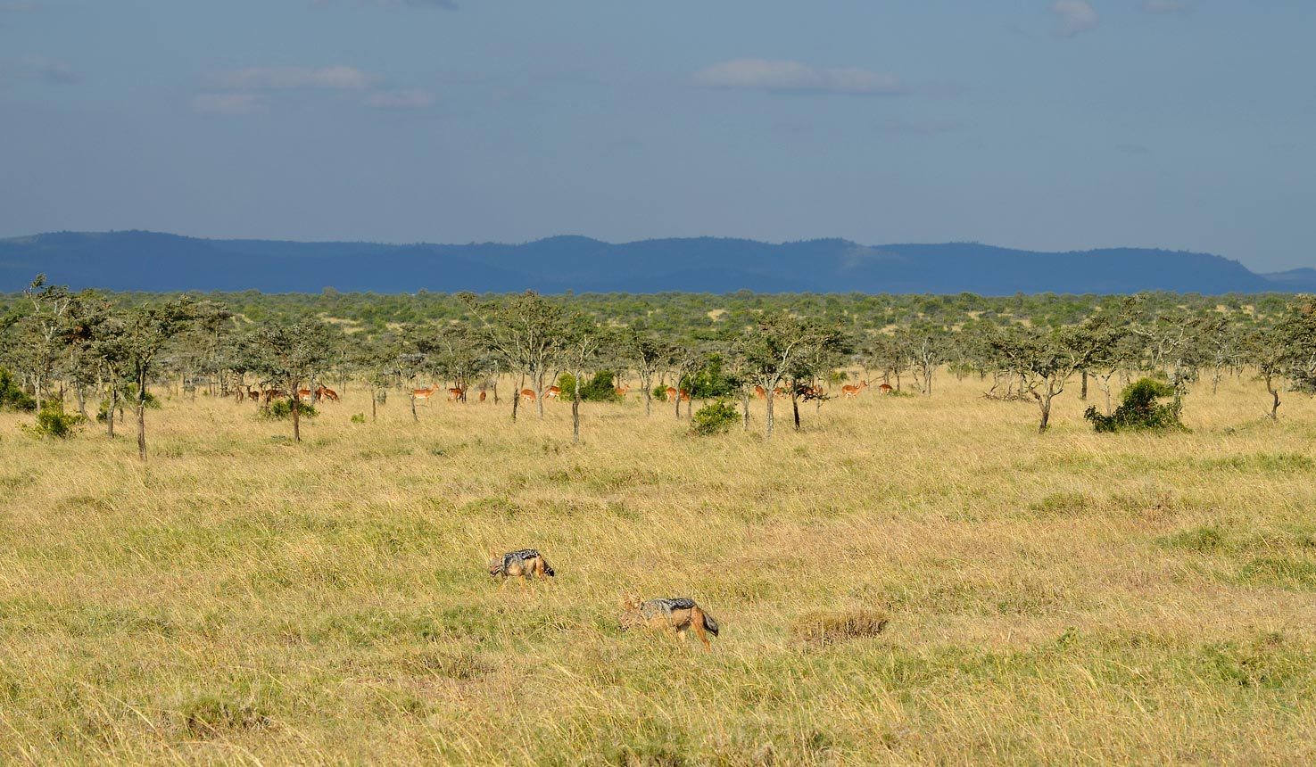 Ol Pejeta Conservancy-Laikipia Kenya