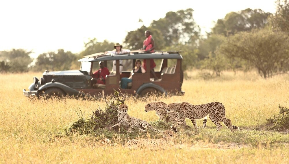 Safari Experiences