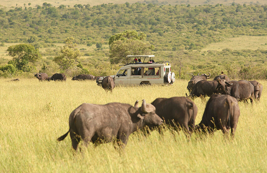 Safari game drives