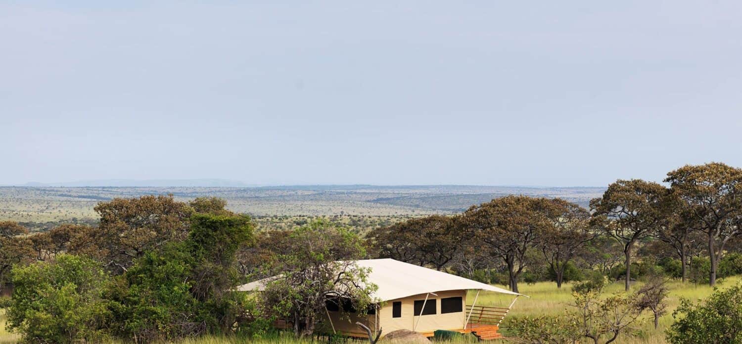 Serengeti bushtops Tanzania