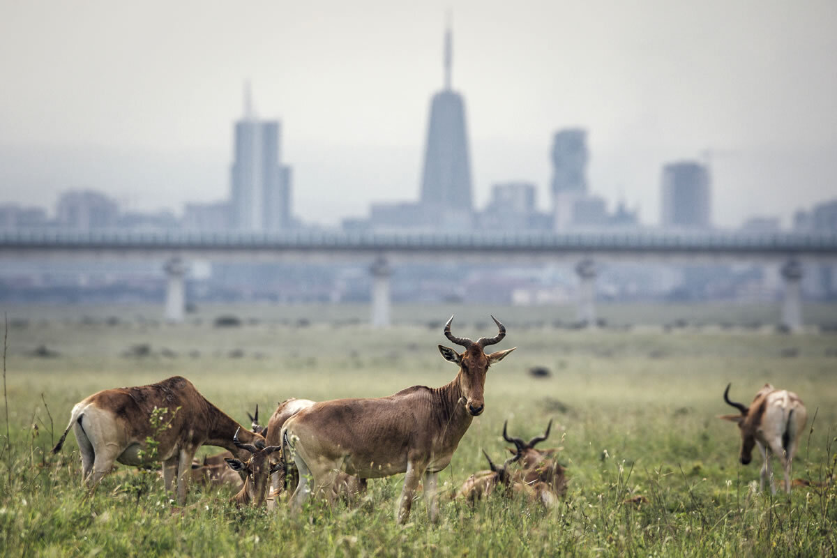 The Nairobi National Park