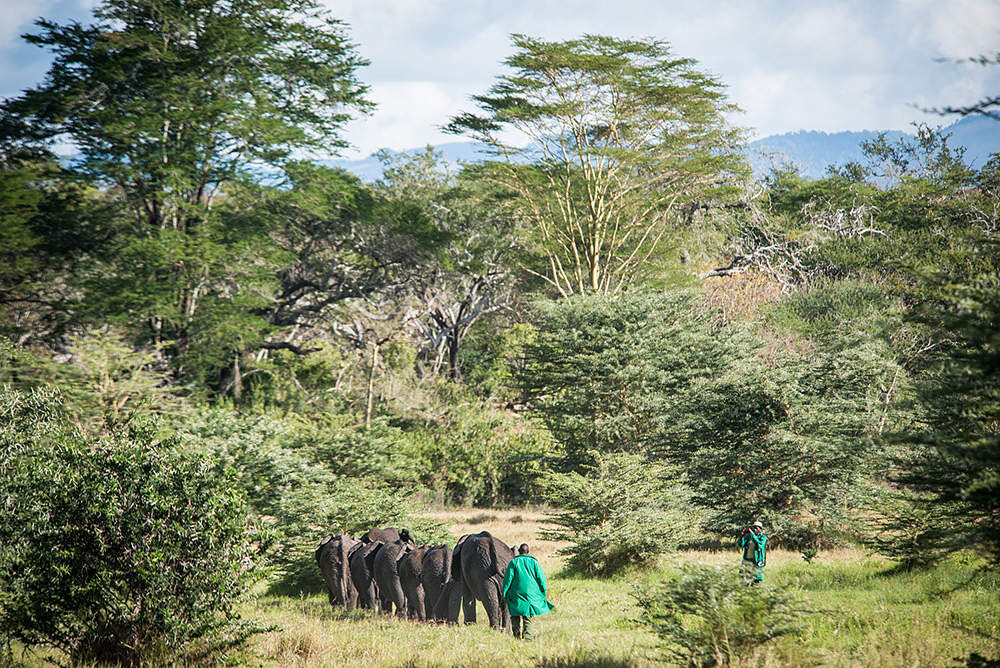 Umani Springs Reintegration Unit elephants in Kibwezi Forest