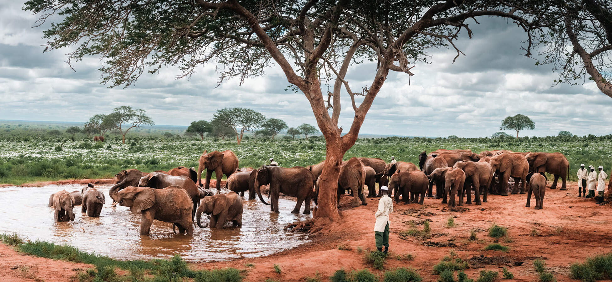 Voi Reintegration Unit orphan elephants in Tsavo East