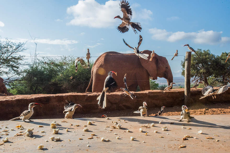 Exceptional Elephants and Their Stories