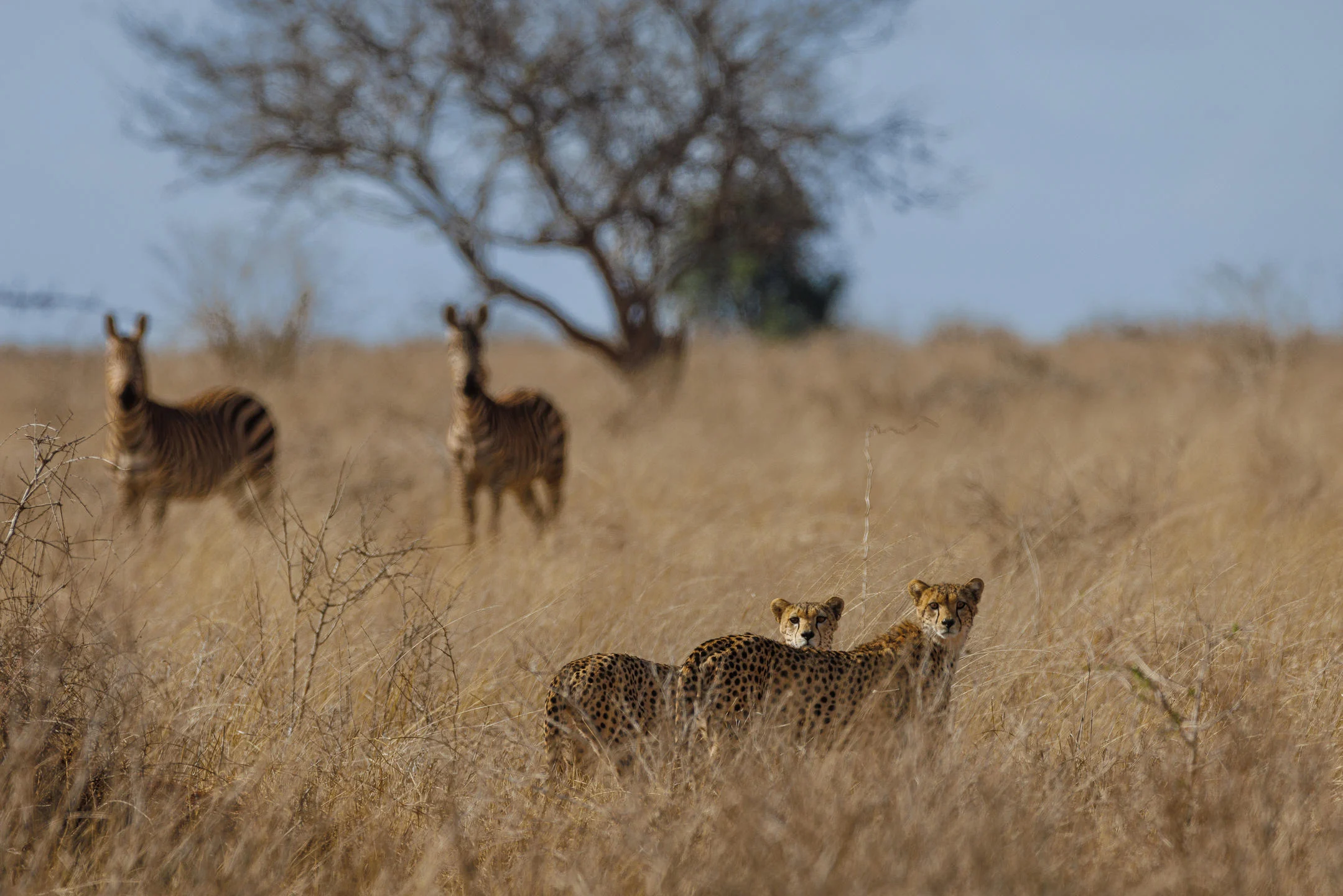 Soroi Cheetah Tented Camp