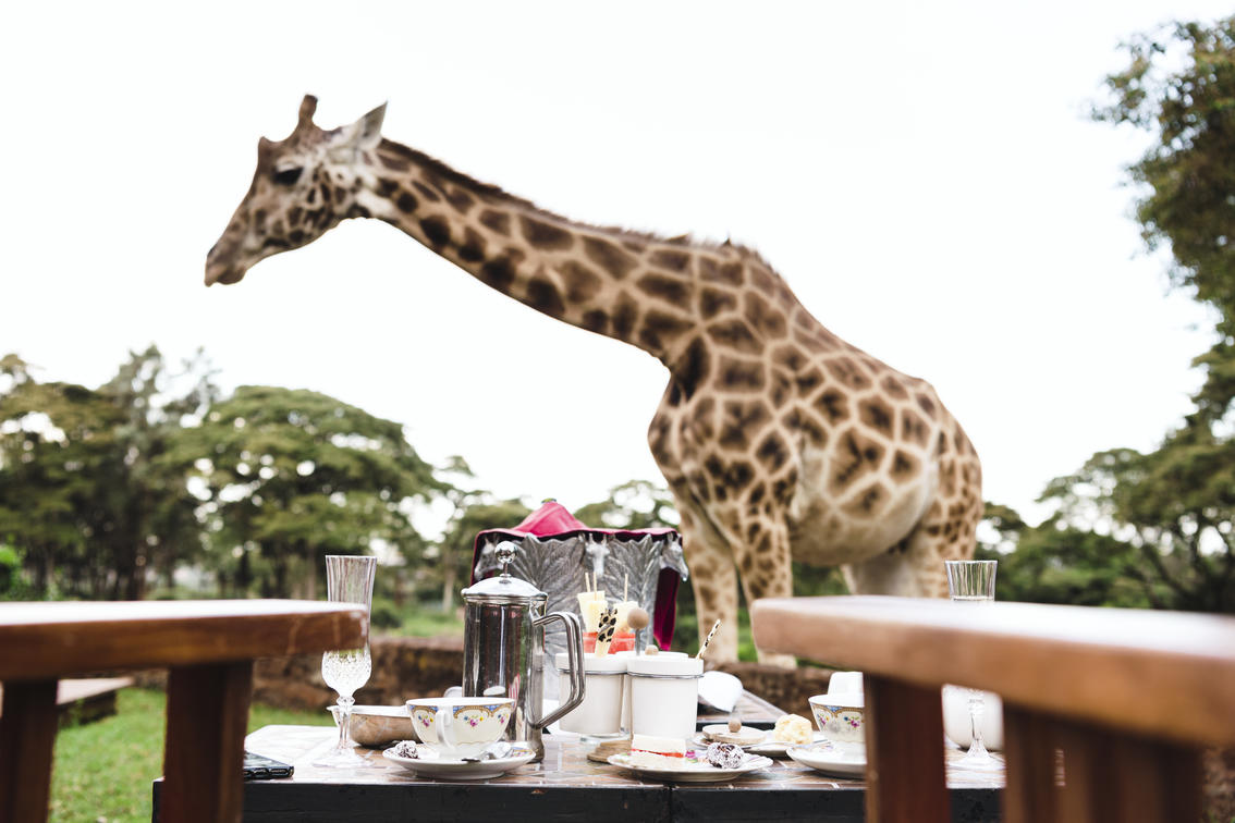 Afternoon Tea With Giraffes Reserved exclusively for in-house guests, a traditional afternoon tea at the manor is a delightful occasion not to be missed.