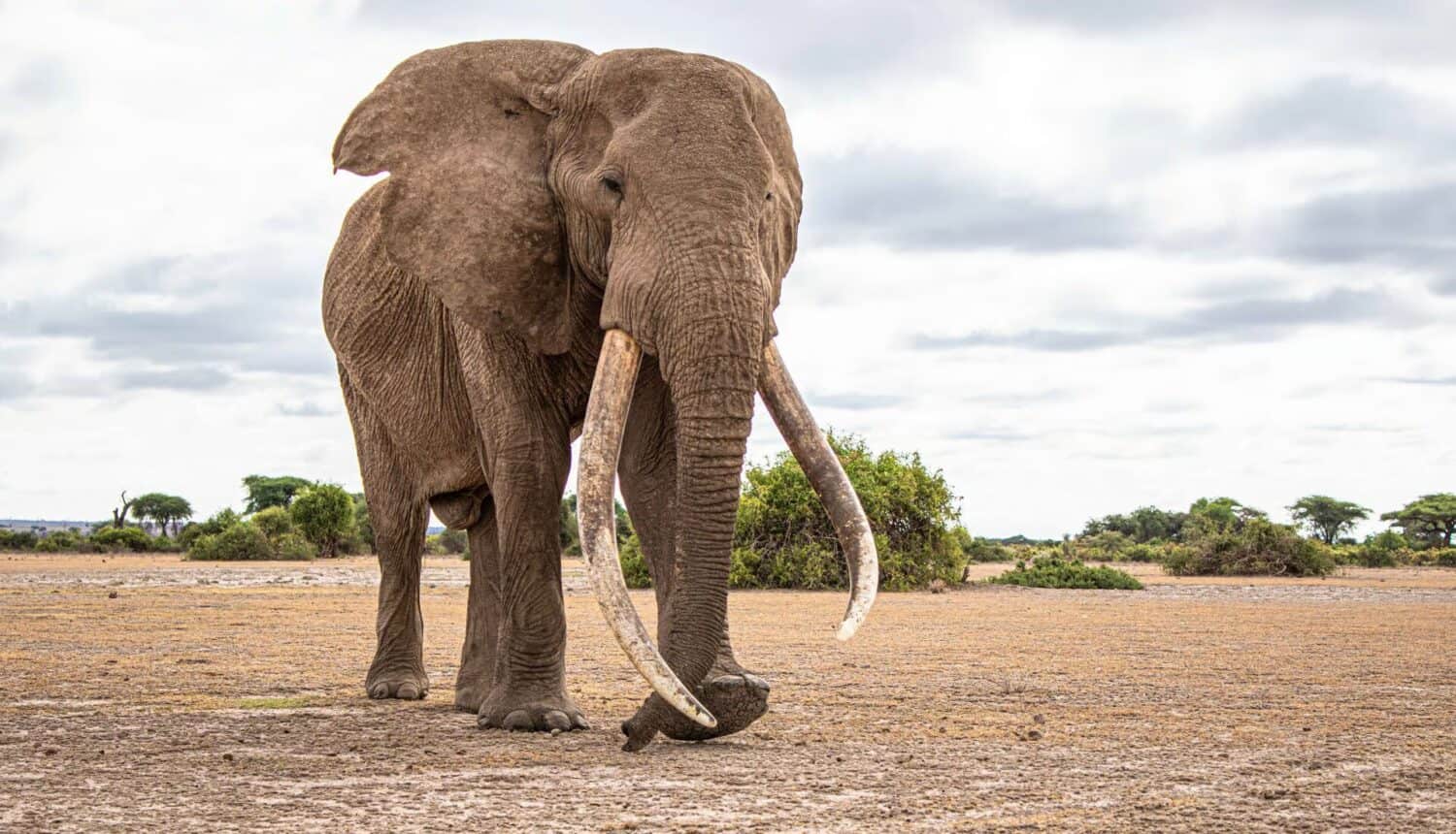 luxury safaris