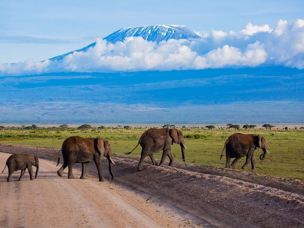 Amboseli National Park