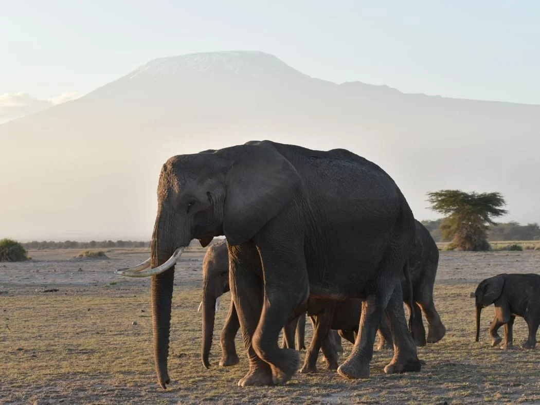 Amboseli National Park