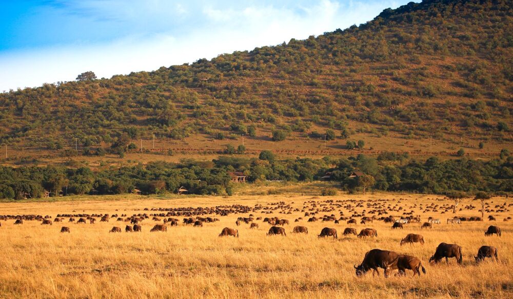 bateleuar Camp Safari