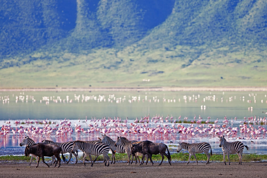Wildlife and Game drive