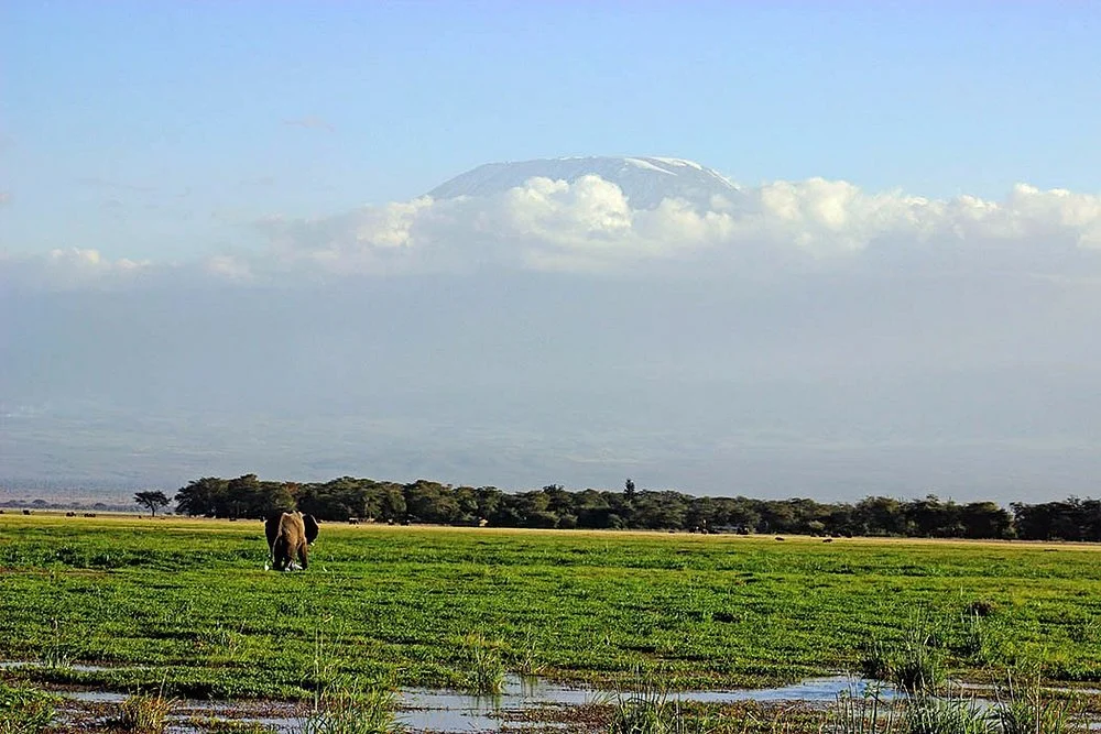 Elephant With Kilimanjaro