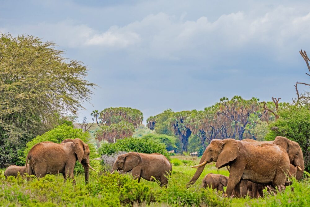 3 days Samburu Flying Safari