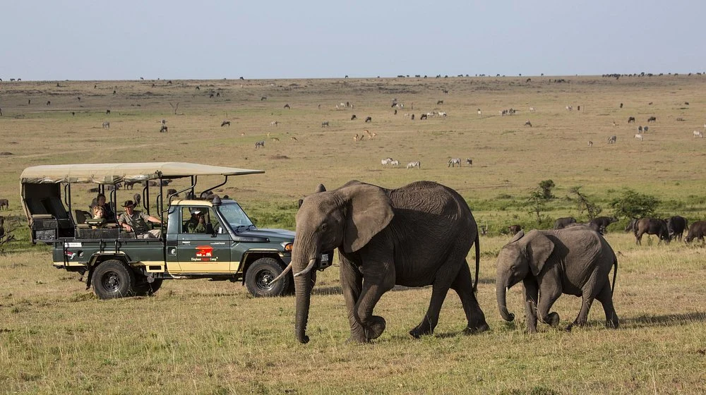 Elewana Elephant Pepper Camp Game Drives