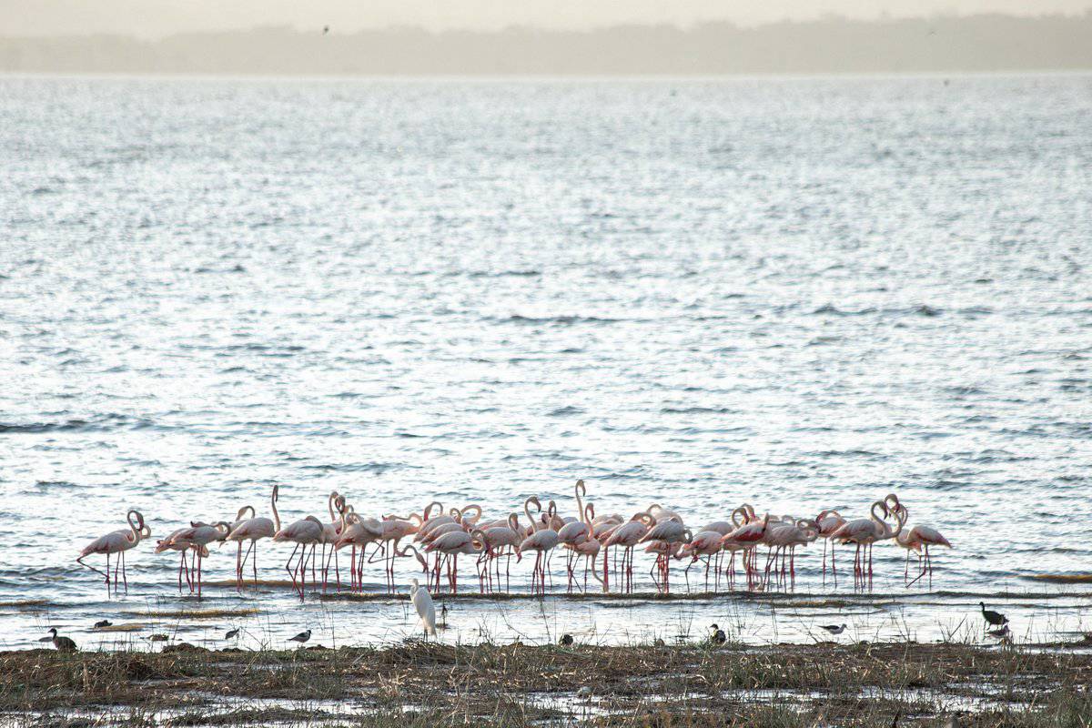 lake Nakuru