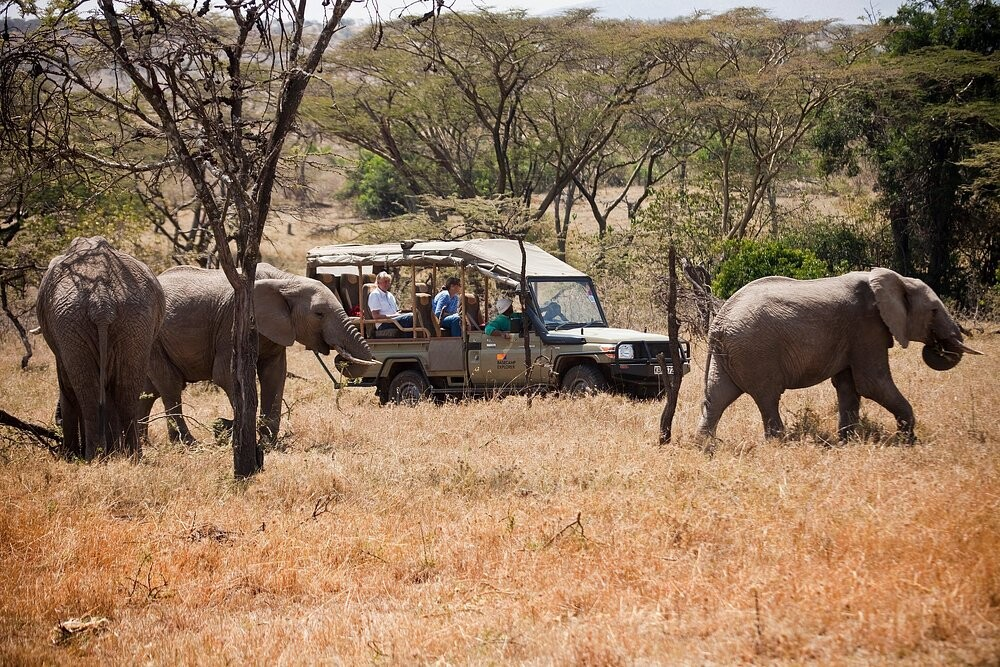 Game Drive 5