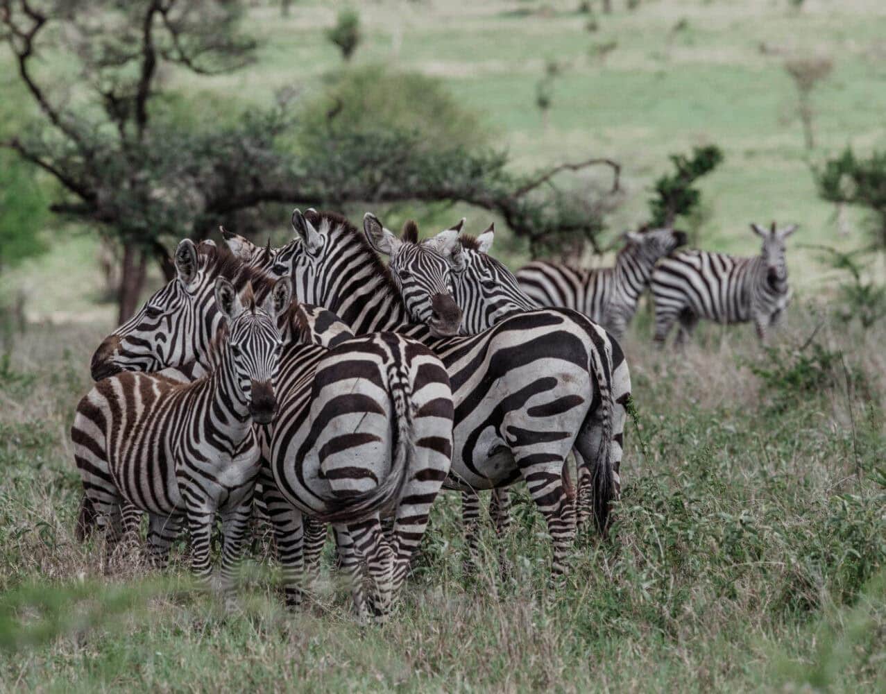 The Bush never sleeps. Something, somewhere, is always at work or at play, hunting or being hunted, browsing, mating or simply going about its business. However, the early morning is a particularly good time for our open vehicles to bring you close to the wildlife