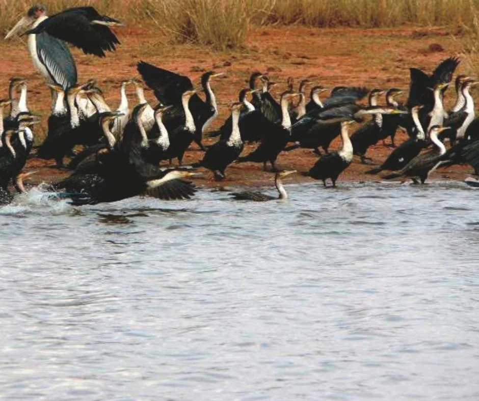 Soroi Cheetah Tented Camp